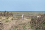 Schaap in de polder